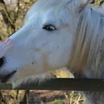 Pensjonat Degli Este Comacchio *