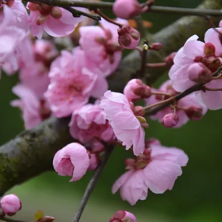 בית הארחה Degli Este Comacchio *