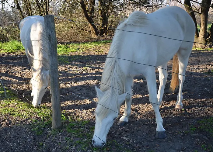 ゲストハウス Degli Este Comacchio *