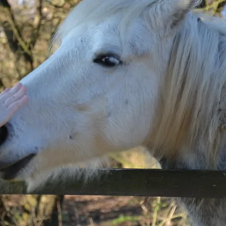 Πανσιόν Degli Este Comacchio *