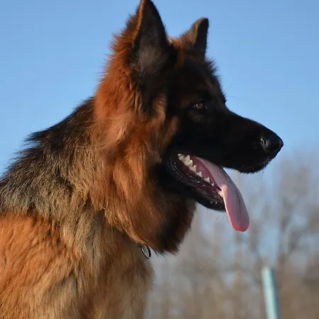 Degli Este Comacchio Codigoro