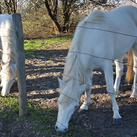 게스트하우스 Degli Este Comacchio *