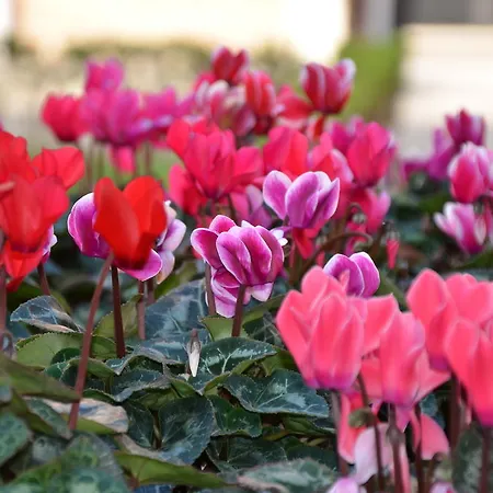 Πανσιόν Degli Este Comacchio