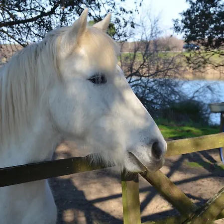 Πανσιόν Degli Este Comacchio Codigoro