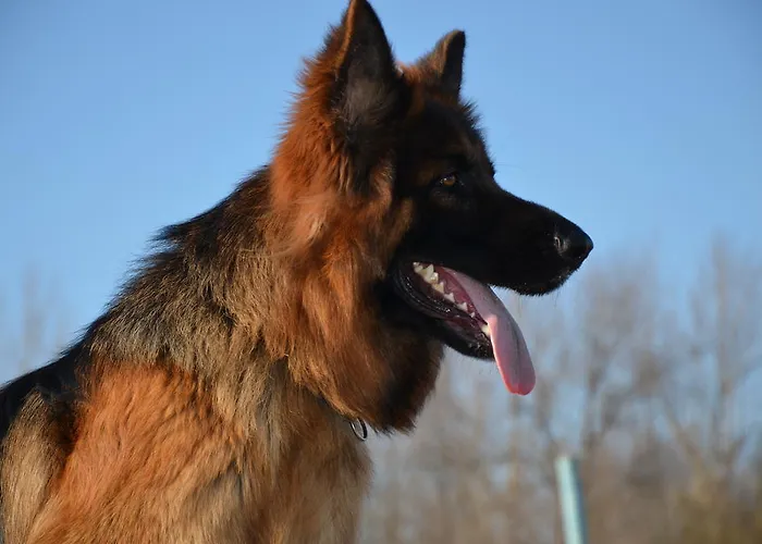 Degli Este Comacchio Codigoro