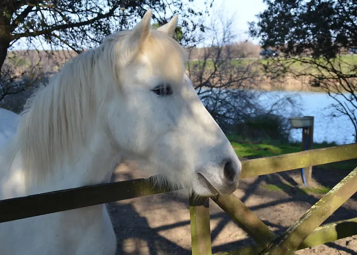 Pensjonat Degli Este Comacchio Codigoro